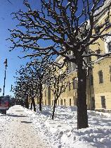 Лавренова Елена, 6-а. Застывшие прически деоевьев.